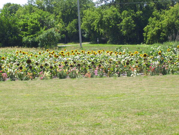 Sunflowers near Karen's