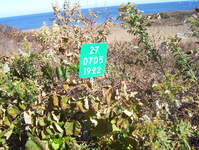 NY 27 Photo