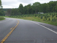 NY 46 Photo